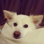 犬スタグラム Instagram