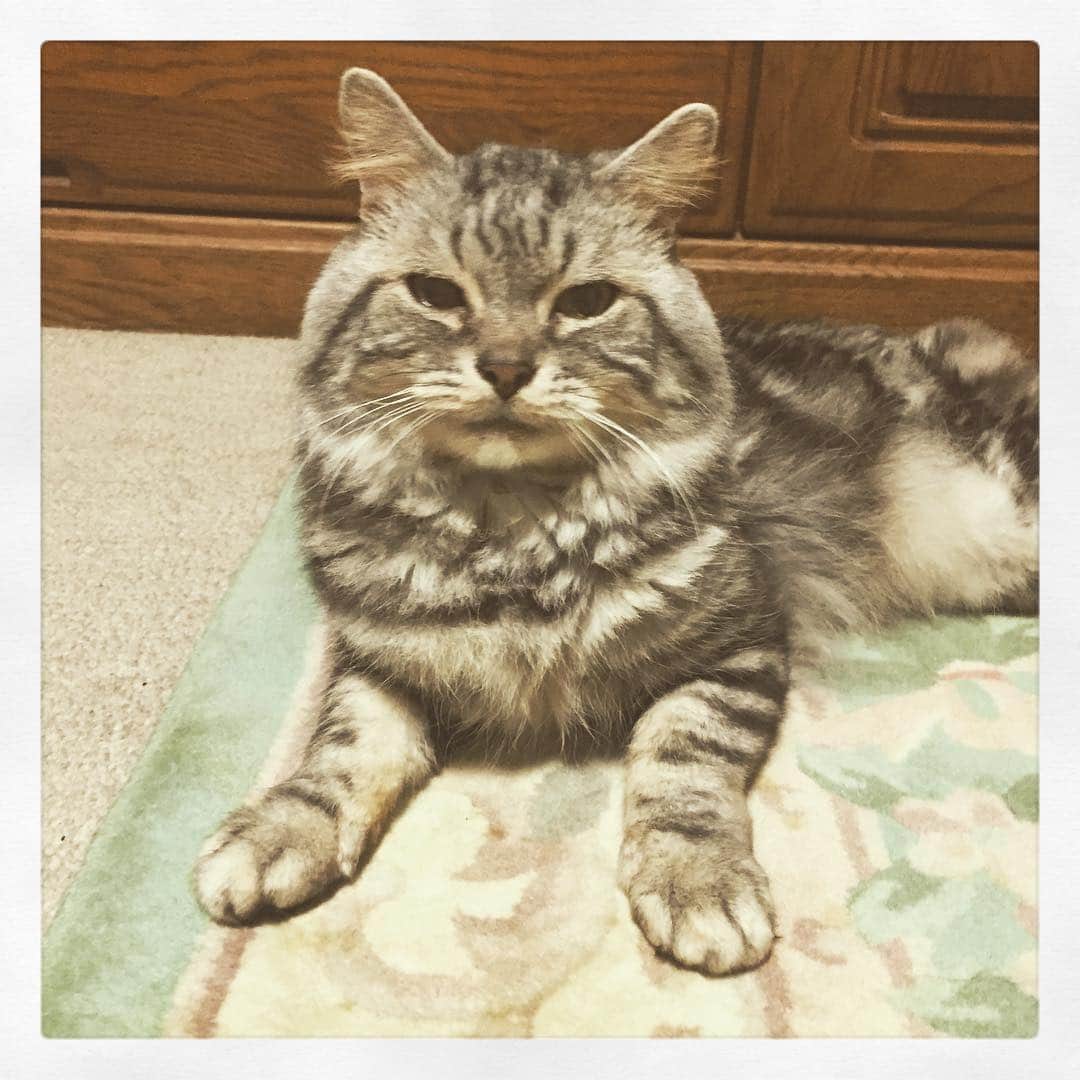 奥山レイカのインスタグラム：「暑そう。」