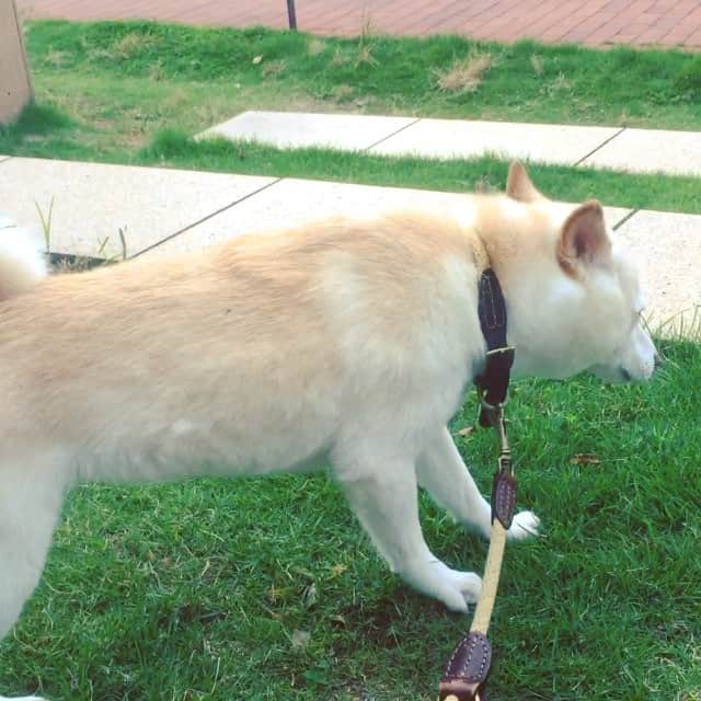 さくぽて（高垣麗子）のインスタグラム：「今日はいつもより激しいです‼︎‼︎ #sakupote #さくぽて #さくら #ぽてこ #sakura #poteko #柴犬 #しばいぬ #shiba #inu #shibainu #犬 #dog #豆柴 #love #happy #cute」