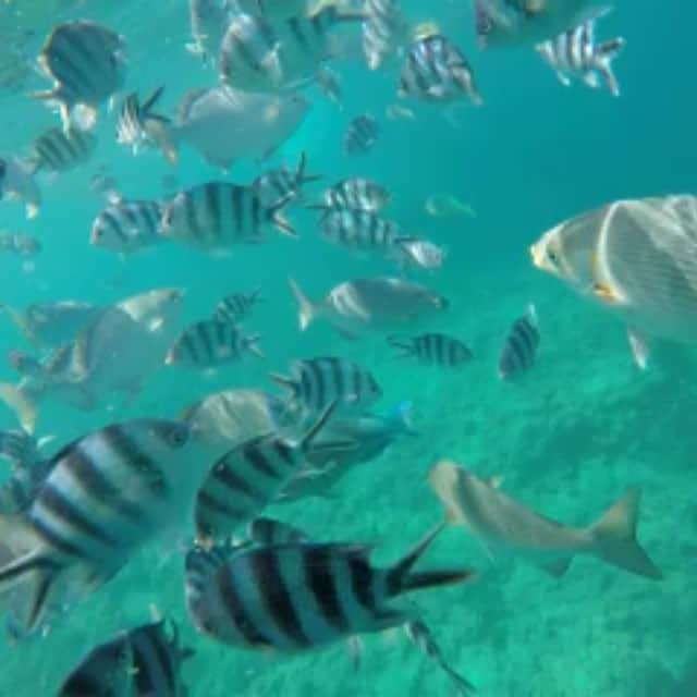 峯村優衣のインスタグラム：「魚が近い♡♡ #沖縄 #座間味島 #シュノーケリング」