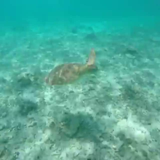 峯村優衣のインスタグラム：「海亀可愛いぃ〜😂大興奮🐢💓 #沖縄 #座間味島 #海亀」