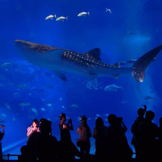峯村優衣のインスタグラム：「だいすきなジンベイ鮫にあえた😂でっけー！！！！！！ #美ら海水族館 #ジンベイ鮫」