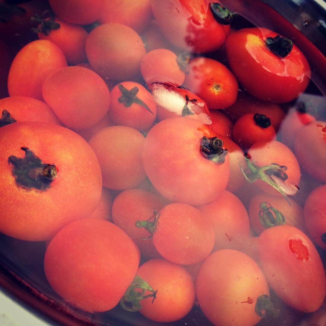 石井秀代のインスタグラム：「露地栽培のトマトを氷漬けで頂くバーベキューの幸せ。オーストラリアではバーベキューしようが、レッツバービーだとか。https://m.youtube.com/watch?v=KmpzDmKKD-Q #iced tomato #BBQ #レッツバービー #オーストラリア #江田島」