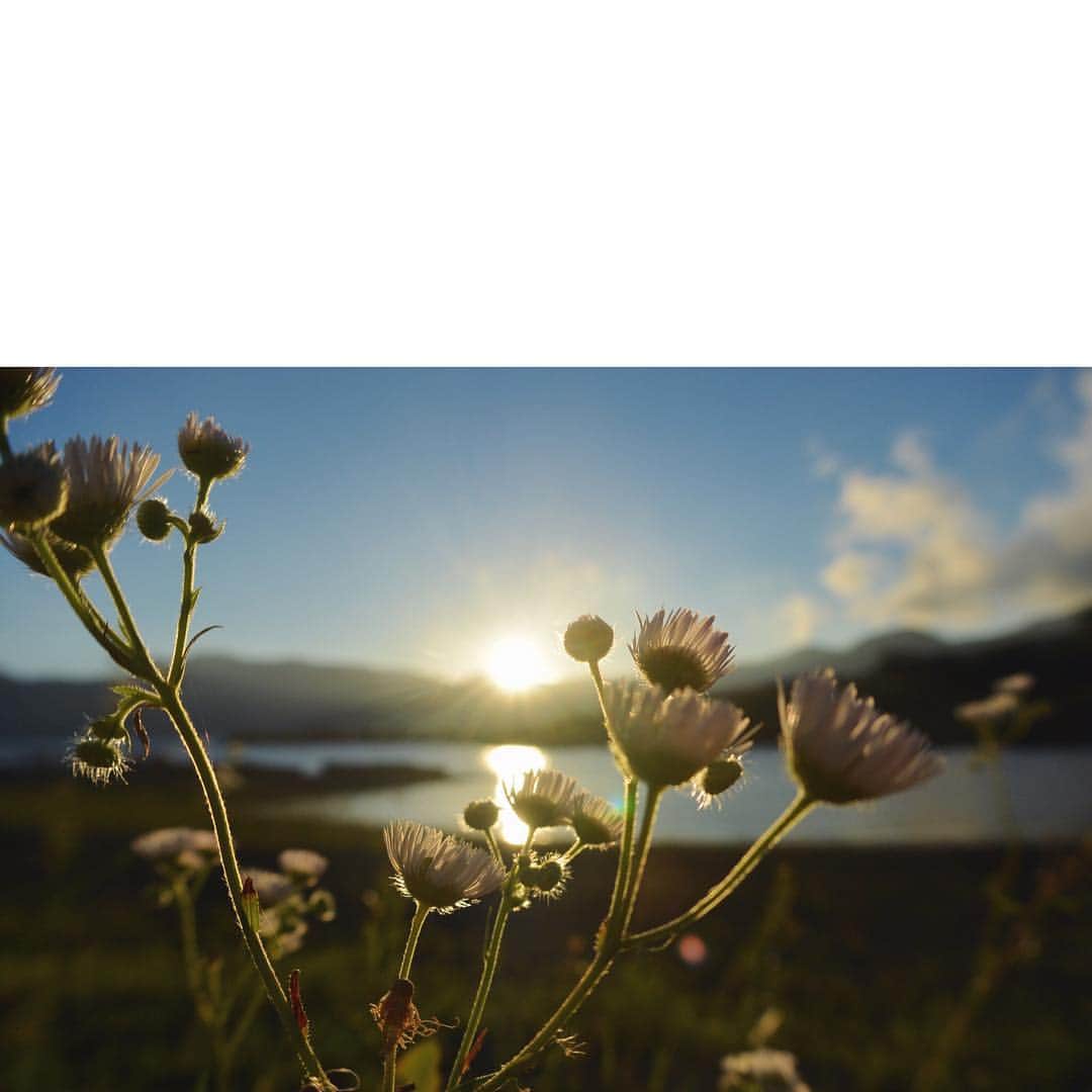 モトーラ世理奈さんのインスタグラム写真 - (モトーラ世理奈Instagram)「#sunset #lake #flower #本栖湖」7月22日 21時53分 - sereeeenam