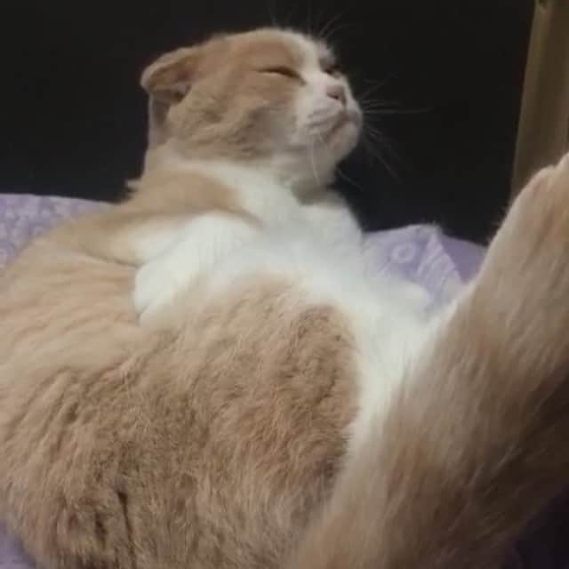 mimeiのインスタグラム：「Snapcatting 💜❤️💜 add me and Duncan on "bacouple" for more #scottishfold #cinnamonpunk」