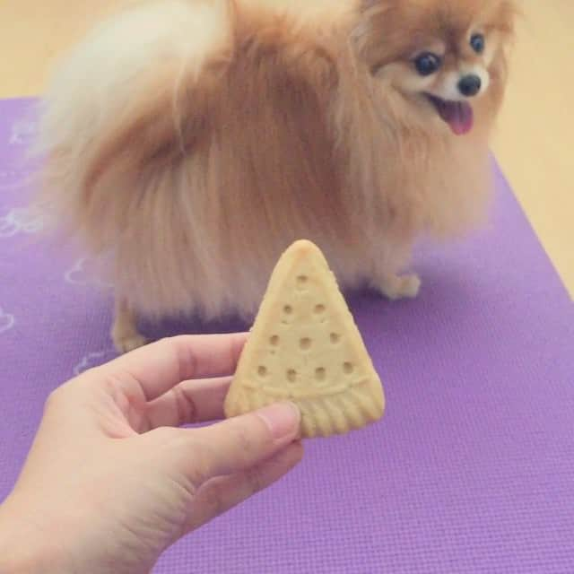 Moguのインスタグラム：「Mogu vs Biscuit 🐻😎😝」