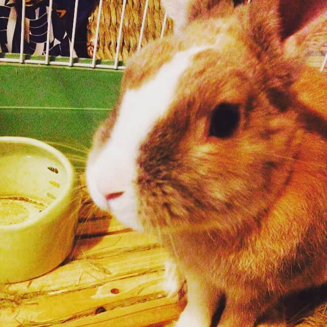 三澤勝洸のインスタグラム：「きなこたんただいま #うさぎ #rabbit」