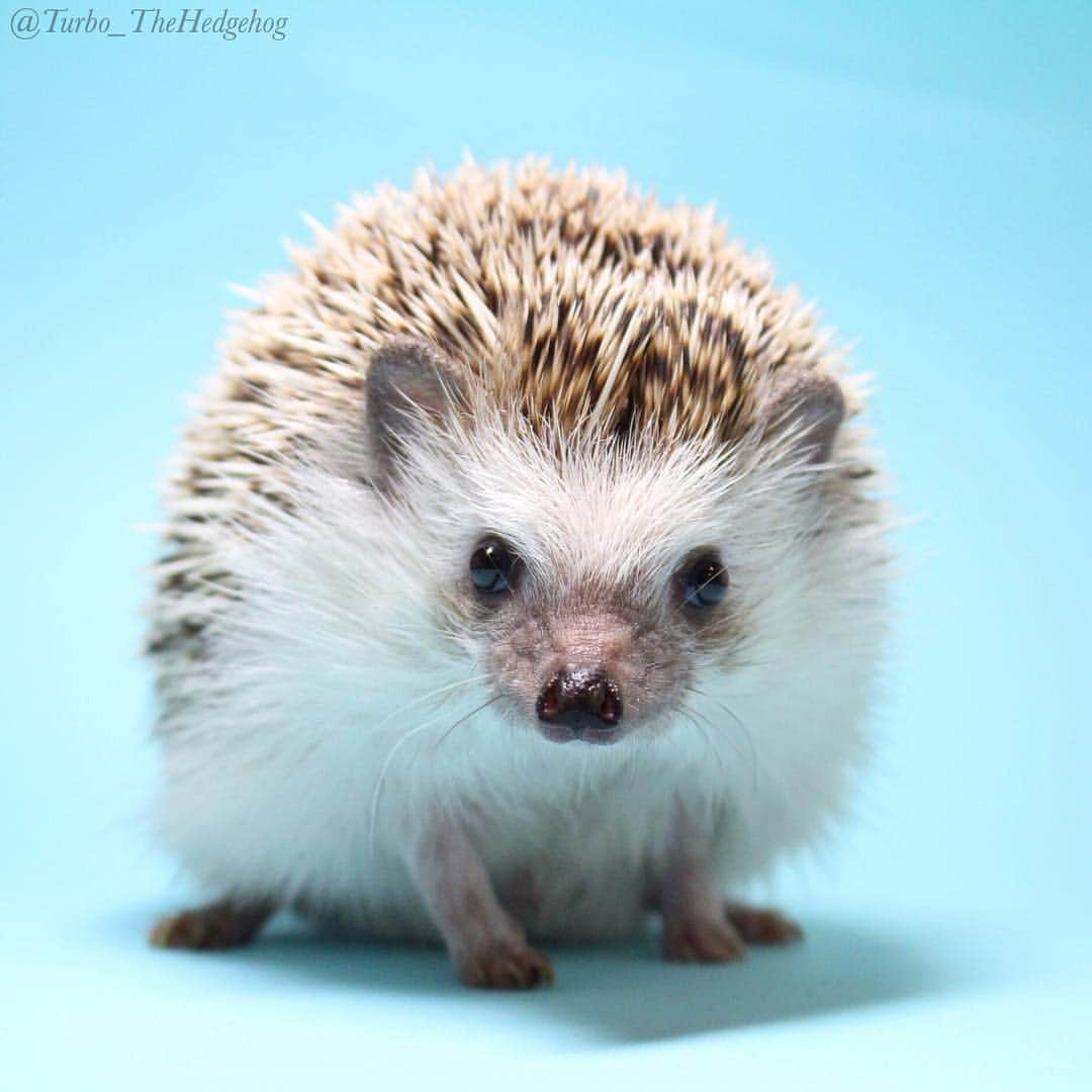 ターボさんのインスタグラム写真 - (ターボInstagram)「July 27 2015 "Hello friends!!! I'm back!!!" #turbo_thehedgehog」7月28日 0時57分 - turbo_thehedgehog