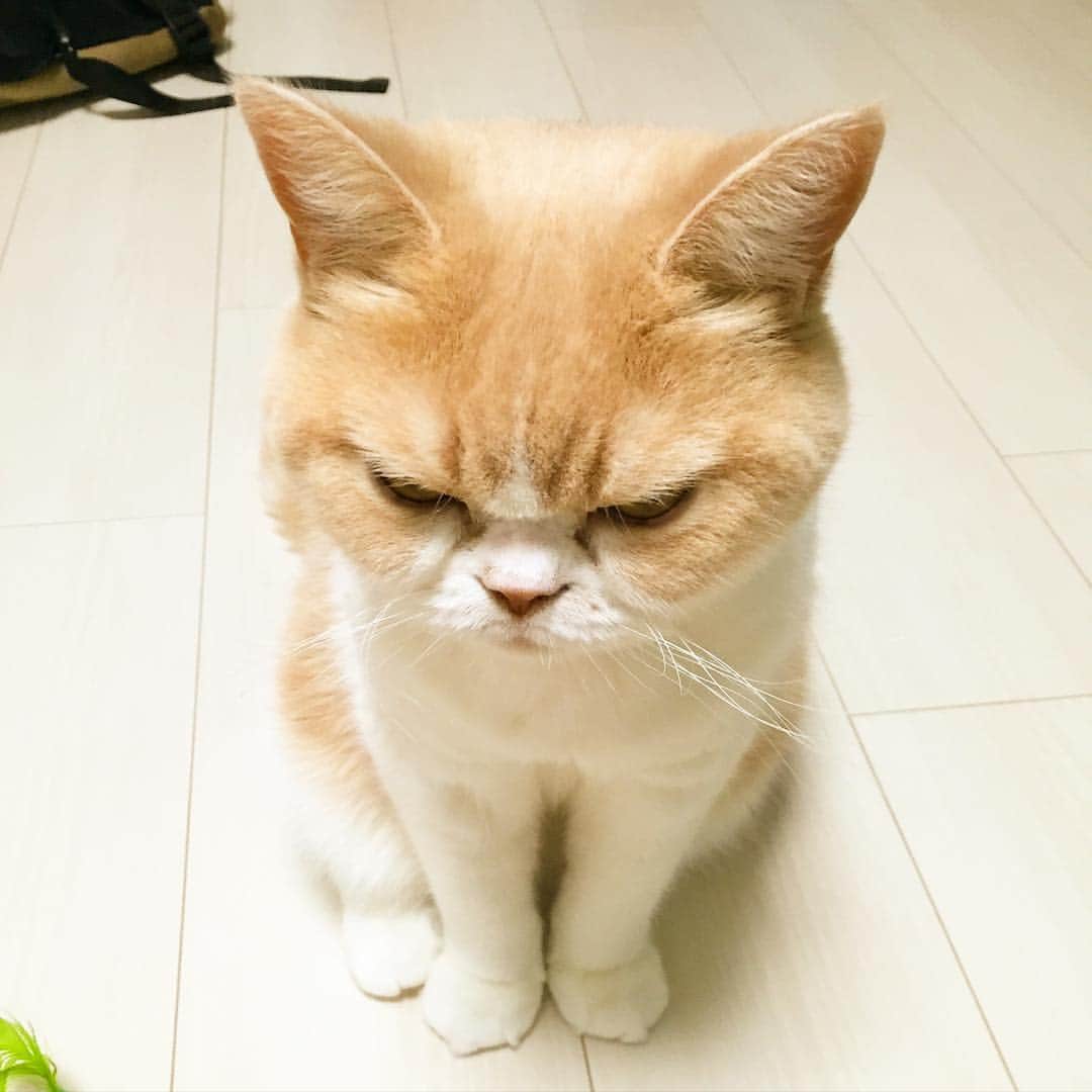 小雪のインスタグラム：「「なでるがよい」の姿勢」