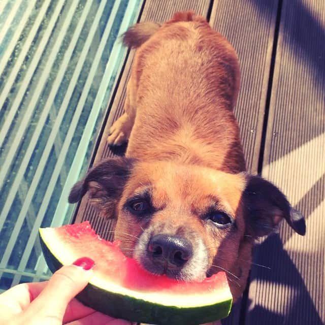 Nina Neuerのインスタグラム：「Momo genießt ...☀️」