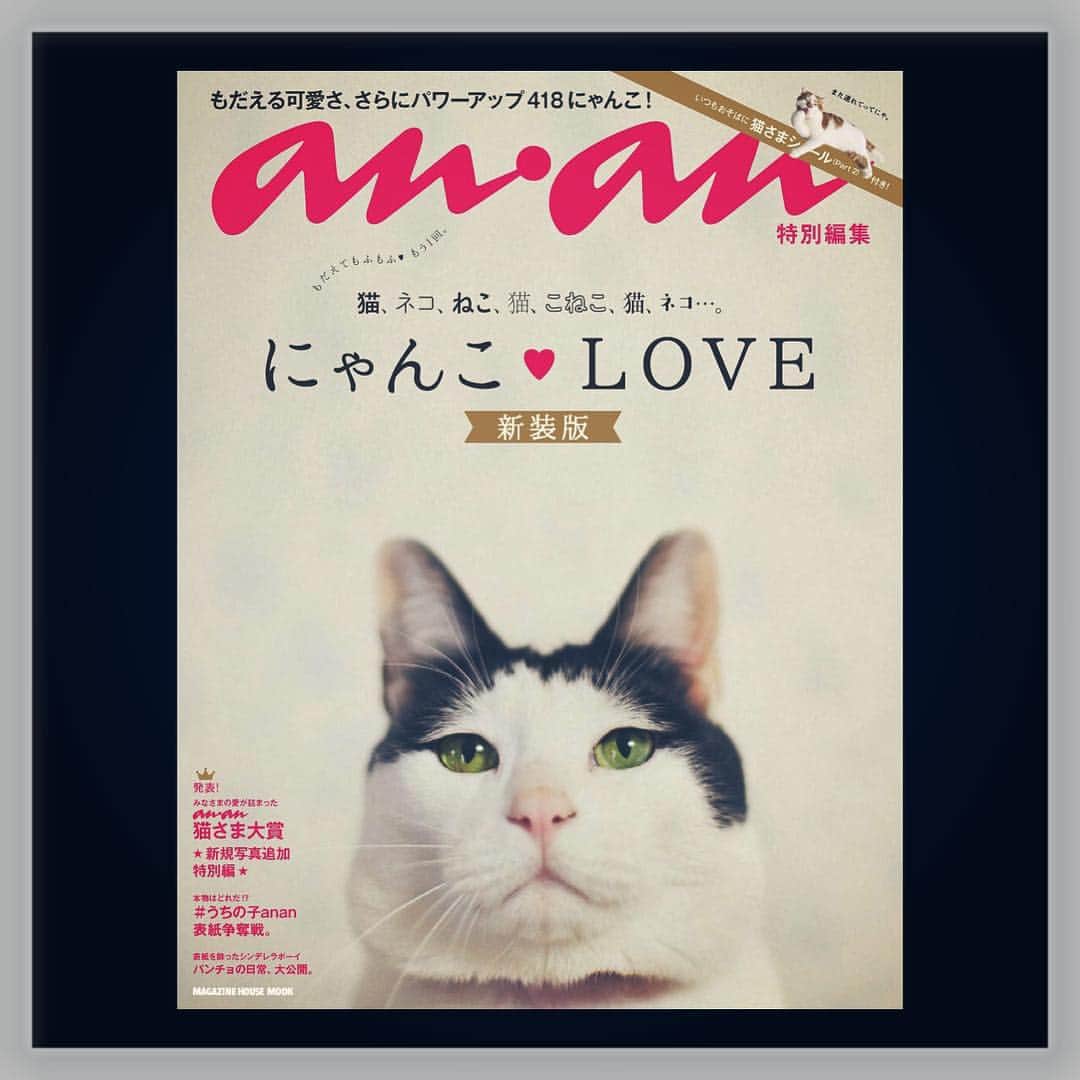 Akira Yamaguchiさんのインスタグラム写真 - (Akira YamaguchiInstagram)「ananの猫特集がムックになり、9月4日に発売になります。追加でパンチョの日常を4ページのせて頂いておりますー。シールにもなっているみたいなので楽しみですー。 よろしくお願い致しますー！ #ヅラ猫部 #猫部 #猫 #ねこ #はちわれ #cat #catgram #catlover #ilovecat #instacat #anan #うちの子anan #ねこ部 #pancho02」8月29日 23時34分 - pancho0002