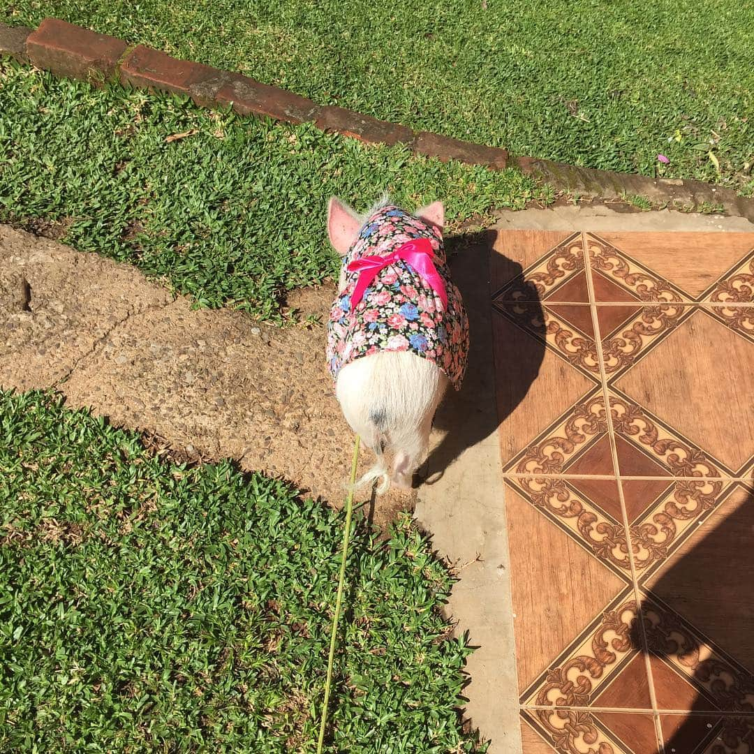 Barbie The Pigさんのインスタグラム写真 - (Barbie The PigInstagram)「- Good morning friends! I miss you! My sunbathing time! #love #todas #minipig #amor #porquinha #amo #eu #barbiethepig #barbie」8月27日 23時30分 - barbiethepig