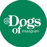 DogsOf Instagram Instagram