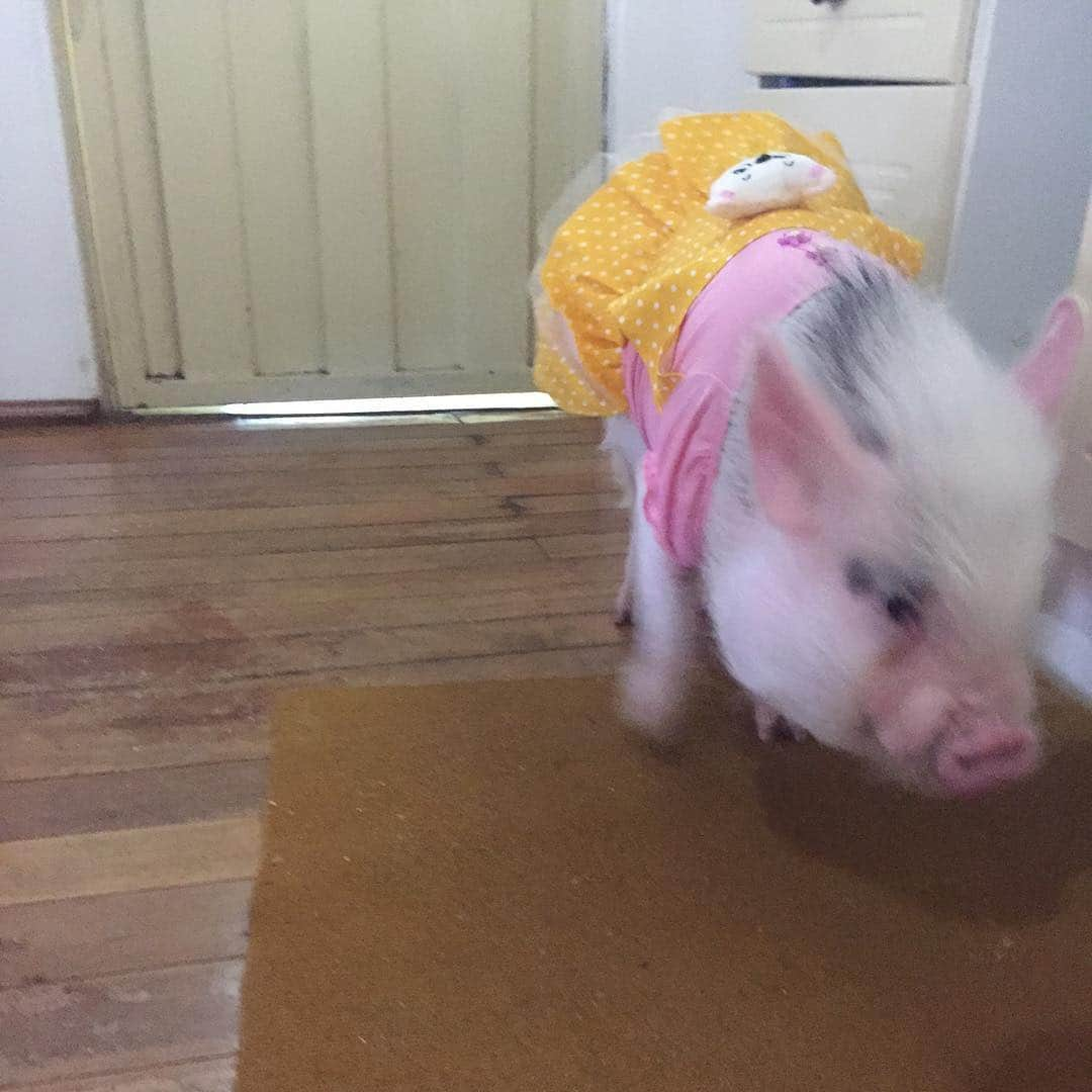 Barbie The Pigさんのインスタグラム写真 - (Barbie The PigInstagram)「- Good Night ! I Go To my bed! Boa noite amiguinhos, estou de volta ! #Barbie #barbiethepig #pig #little #minipig #cute #animals」8月28日 11時08分 - barbiethepig