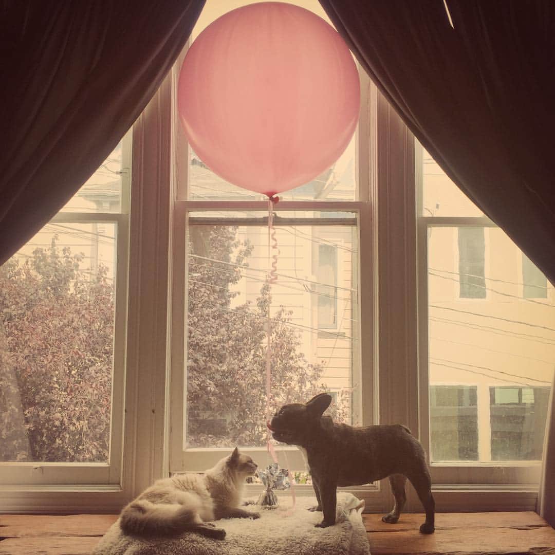 Miss Zoe & Mr Baileyのインスタグラム：「Birthday wishes from the kids. 🎈 #unlikelyfriends」