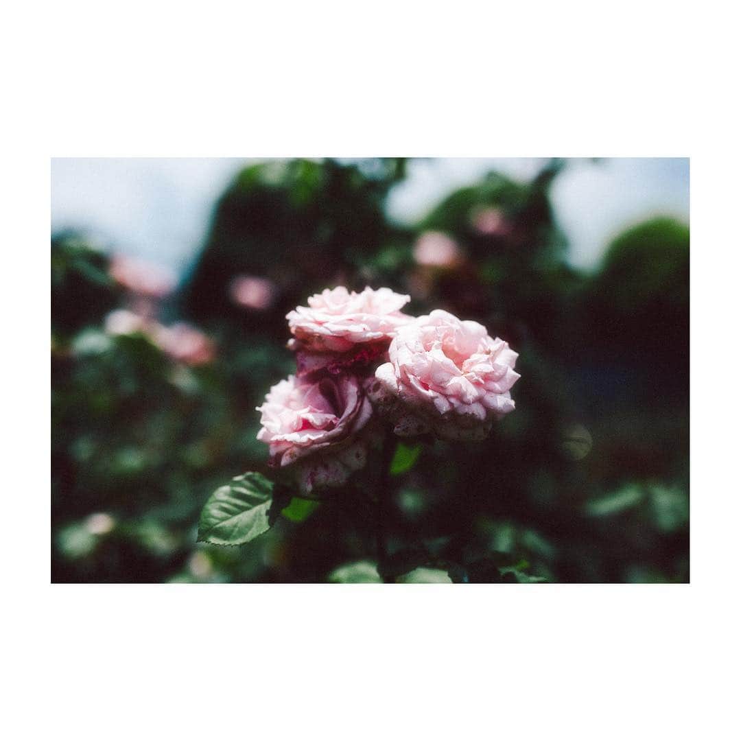 三瓶康友さんのインスタグラム写真 - (三瓶康友Instagram)「before blooming, blooming, after blooming #flower #flowers #rose #roses #passageoftime」8月12日 5時36分 - sampeism