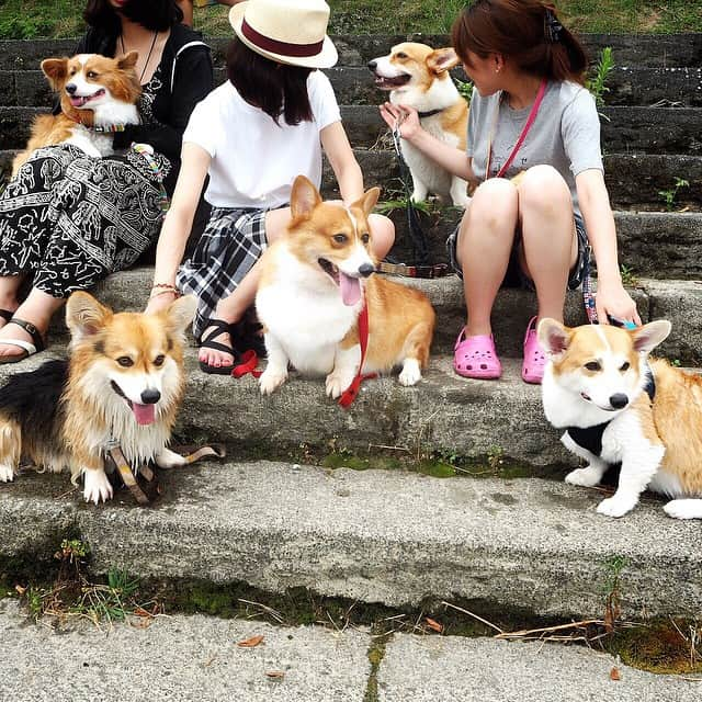 ericoさんのインスタグラム写真 - (ericoInstagram)「・ @chabi1217 さんちのちゃびくろ @moamoa_corgi さんちのもあちゃん @momojiri835 さんちのしおんくん 至福のコギまみれ時間✨ ・ #コギまみれ #至福タイム #やっぱり力丸はデカい #ちゃびくろ地球防衛軍  #くろ水泳教室  #それいけ力丸くん  #まえ撮り部 #コーギー #コーギースマイル #いぬら部 #癒しわんこ #ワンコなしでは生きて行けません会 #幸せお届け隊 #犬バカ部 #短足部 #ウェルシュコーギー #corgi #welshcorgi #instacorgi #corgis_of_instagram #corgilove #corgitown #corgi_smile #corgistagram #corgicommunity #corgioftheday #corgisofinstagram #insta_dogs  #dogoftheday #dogstagram」8月14日 22時12分 - ericobear