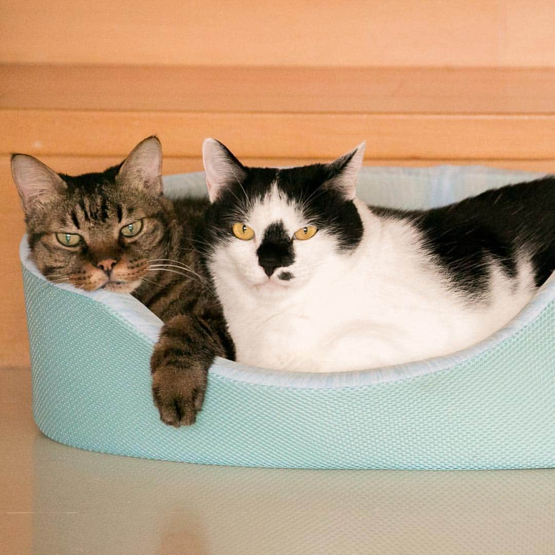 amiuさんのインスタグラム写真 - (amiuInstagram)「朵皮真的很愛擠一起  Domi & Pika sleeping together #pika #domi」8月16日 14時39分 - amiu_cat