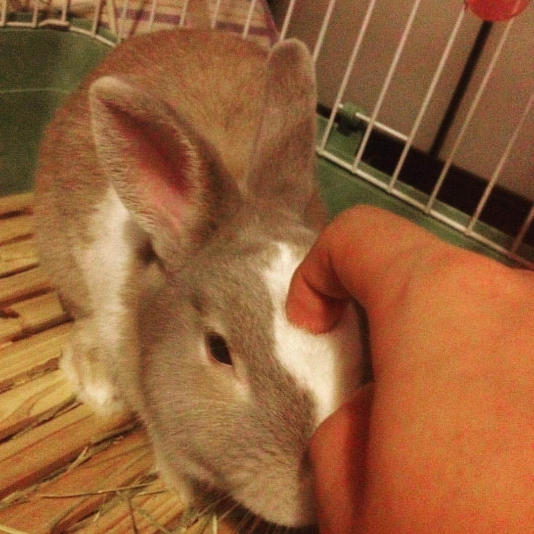 三澤勝洸のインスタグラム：「朝の戯れ #うさぎ #rabbit #きなこ」