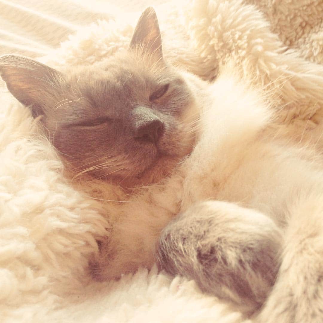 Miss Zoe & Mr Baileyのインスタグラム：「Monday mood. #unlikelyfriends」