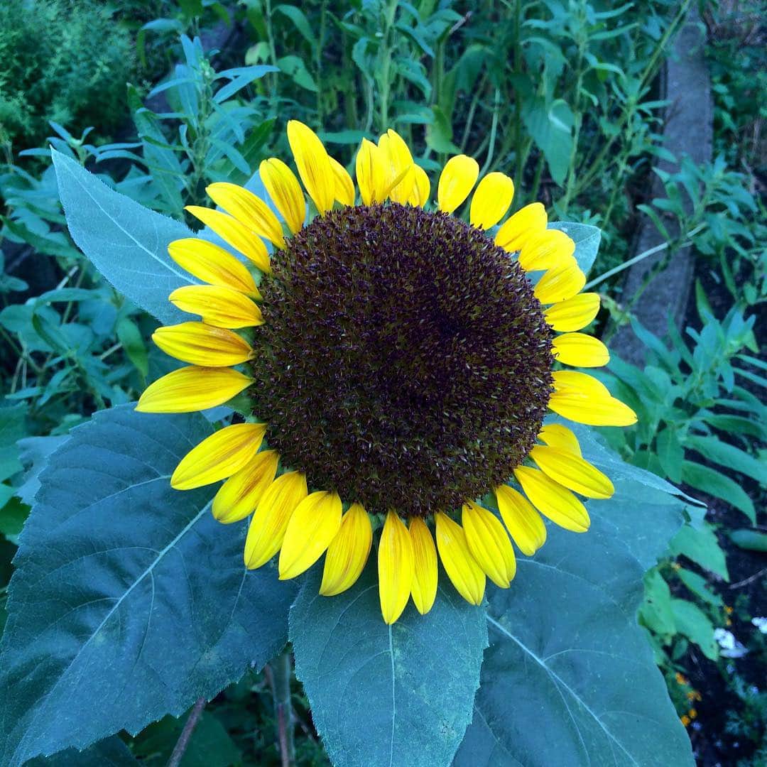 紫彩乃さんのインスタグラム写真 - (紫彩乃Instagram)「向日葵。見つけました。都内の公園にて。」8月18日 6時08分 - murasakiayano