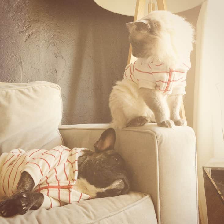 Miss Zoe & Mr Baileyのインスタグラム：「Weekend goals. #unlikelyfriends」