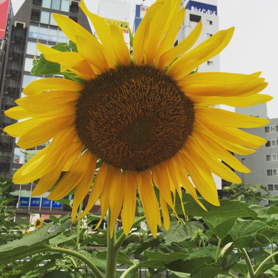 坂口杏里のインスタグラム：「昔ずっと住んでた地元の花火大会だ‼️✨ わぁわぁ‼️なんかやっと夏らしいこと出来るかな✨楽しみ🎶」