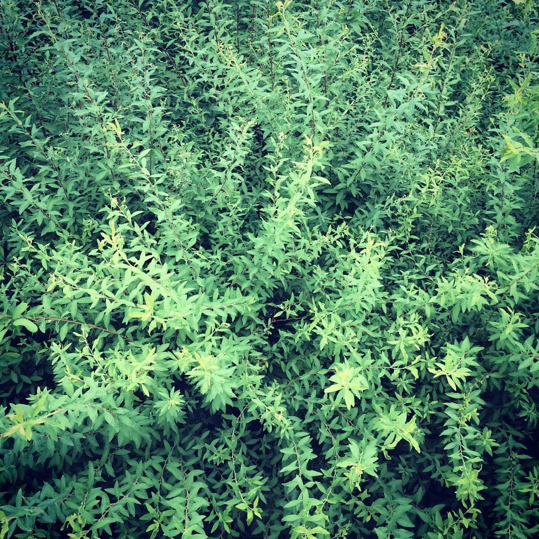紫彩乃さんのインスタグラム写真 - (紫彩乃Instagram)「緑は良いですね(^-^)」8月23日 6時09分 - murasakiayano