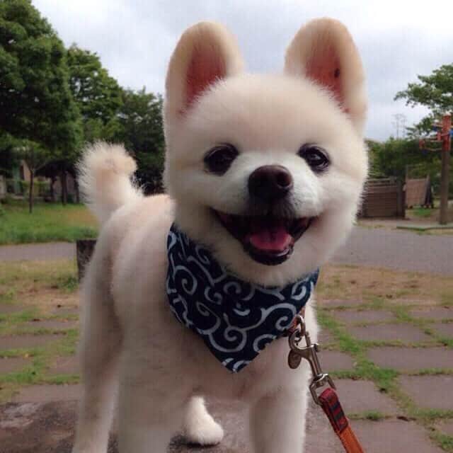 俊介君のインスタグラム：「New hair cut」
