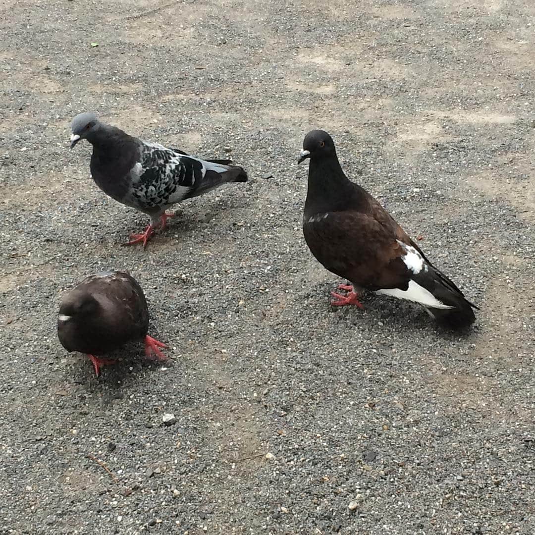 紫彩乃のインスタグラム：「公園を散歩。ベンチに座っていると鳩がやって来ました(^-^)」