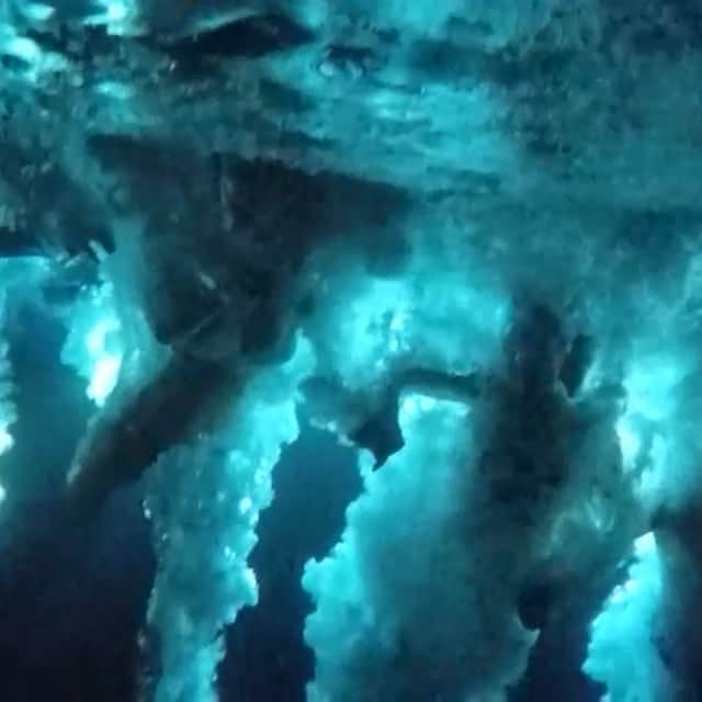 ケビン・シストロムのインスタグラム：「Night dive with @kate @petecarolan @stephomitchell and @nicole」