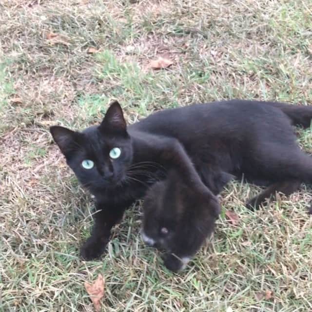 Spangles The Cross Eyed Kittyのインスタグラム：「This is mamas outside kitty, Pudge and her tiny baby, Strawberrita! #Spangles #crosseyed #kitten #blackcat」