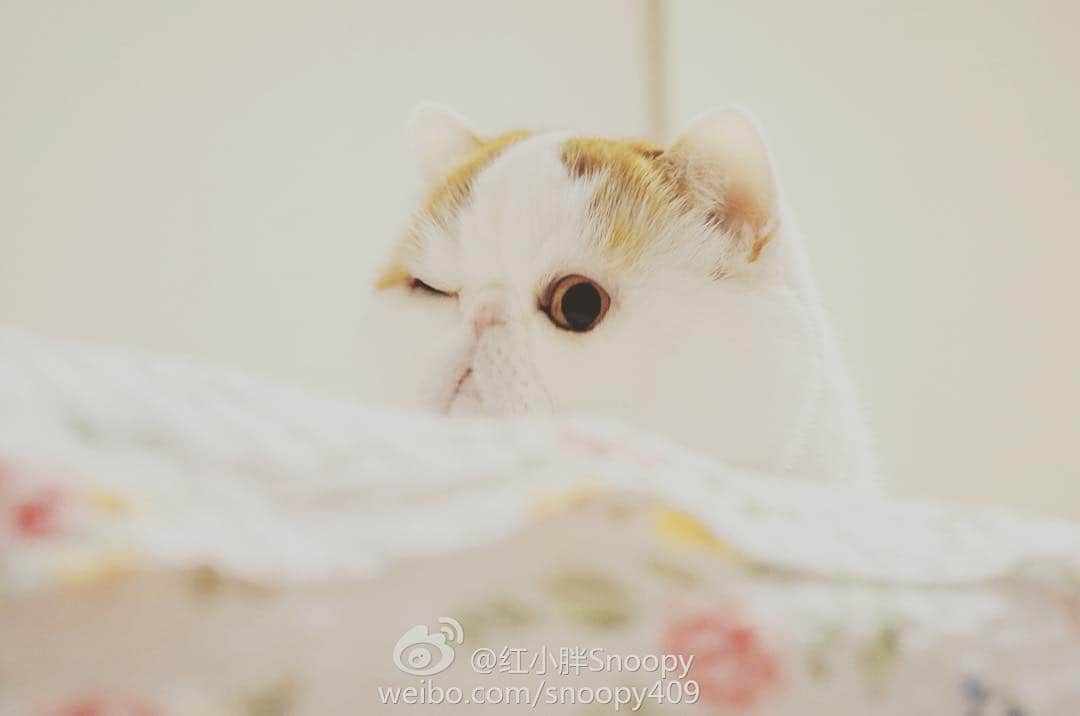 snoopyのインスタグラム：「My dear friends#pleasetag #snoopybabe #imcuteandiknowit #catsofinstagram #exoticshorthair」