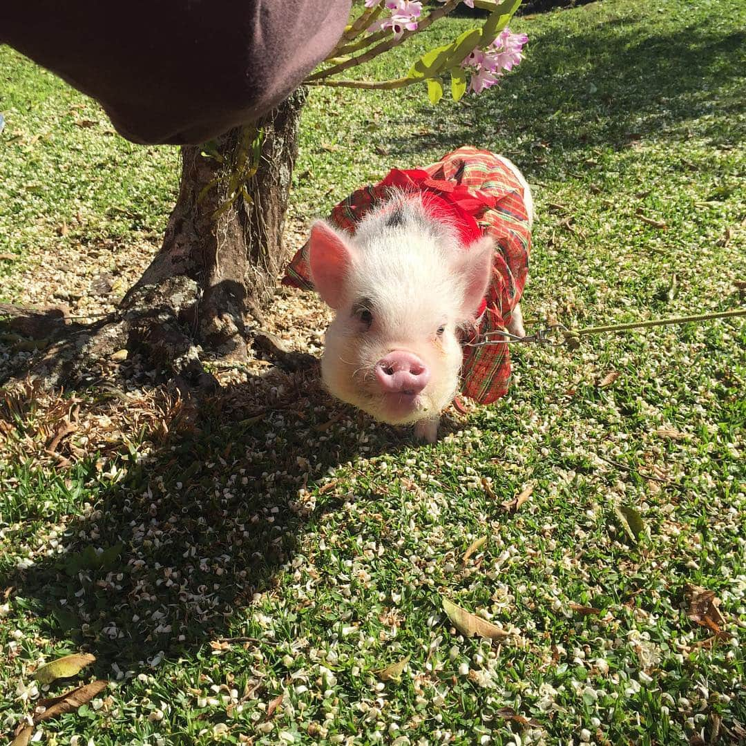 Barbie The Pigさんのインスタグラム写真 - (Barbie The PigInstagram)「- My basic red dress ! 💅🙋👗🎀! #love #model #dress #petmodel #barbiethepig #barbie #barbiepig #pig #piggy #cutie #cute #love #porco #animals #amor #princesa」9月23日 7時43分 - barbiethepig