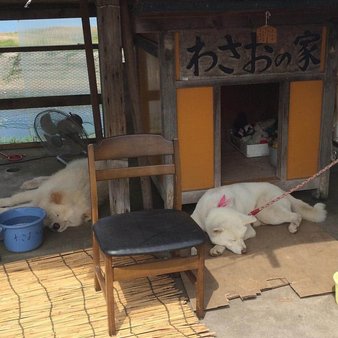 大野果奈のインスタグラム：「通り道にわさお発見！★ 右の方はお嫁さんの ツバキちゃん♡  今はお昼寝タイムらしい。笑」