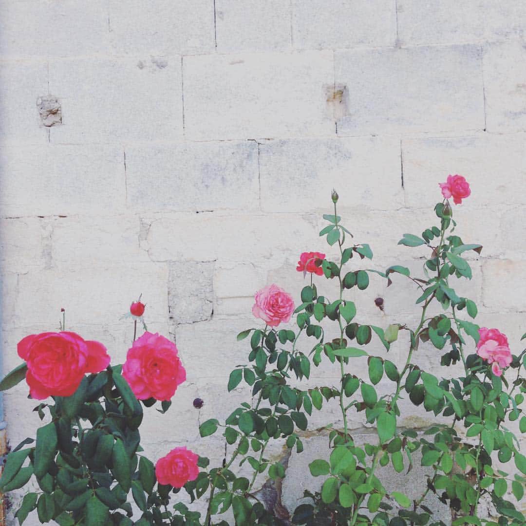 原田マハのインスタグラム：「Roses in the garden of mental care hospital where Van Gogh stayed in 1890, San remi de Privance.」