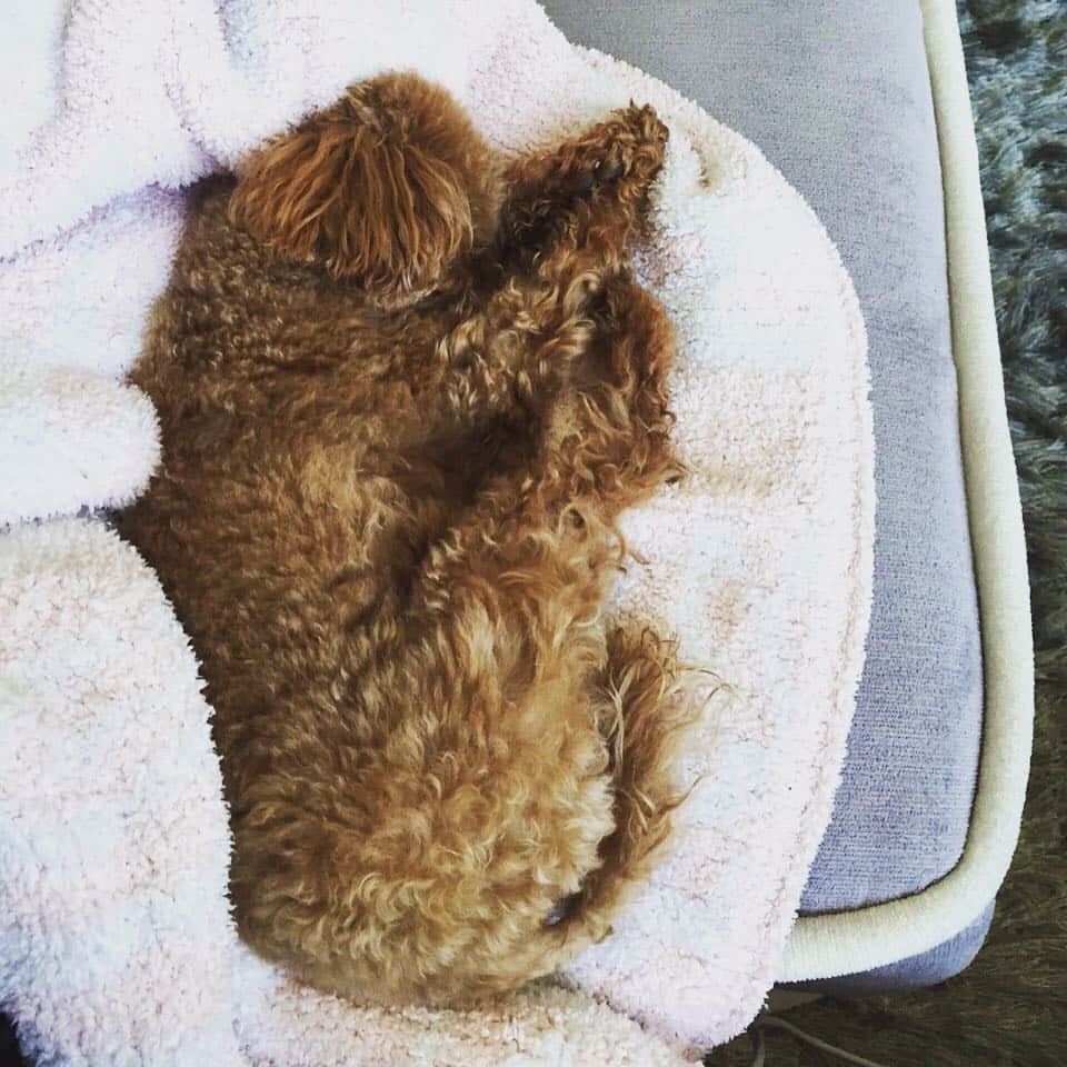 田中ハルさんのインスタグラム写真 - (田中ハルInstagram)「身体柔らかいね。#田中ハル#トイプードル#犬#toypoodle#dog#寝相」9月3日 11時25分 - harutanaka2011