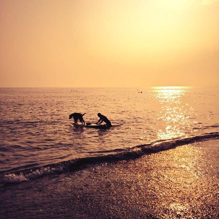 時椿サスケさんのインスタグラム写真 - (時椿サスケInstagram)「めちゃめちゃ、良い写真が撮れた‼︎ ポストカードぽい写真。  日本にも犬をサーフボードに乗せて海を楽しんでる人がいる！  #湘南 #ゴールデンレトリーバー #ポストカード級 #絵のよう #夏の思い出 #青春2015」9月3日 11時46分 - zashiki_sasuke