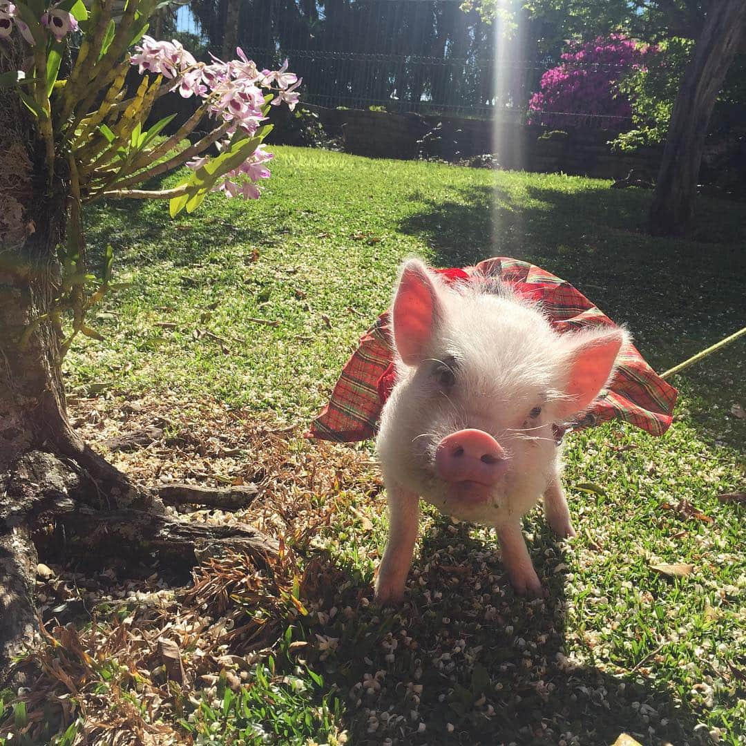 Barbie The Pigさんのインスタグラム写真 - (Barbie The PigInstagram)「- Good Night my friends ! 💖💖💖💖with my mommy @danishahn 😍😍😍😍! Sunbathing #live #love #barbiethepig #porco #porcos #amor #barbie #beautiful #cute #linda #fofa #fofura #summer #rs」9月4日 6時34分 - barbiethepig