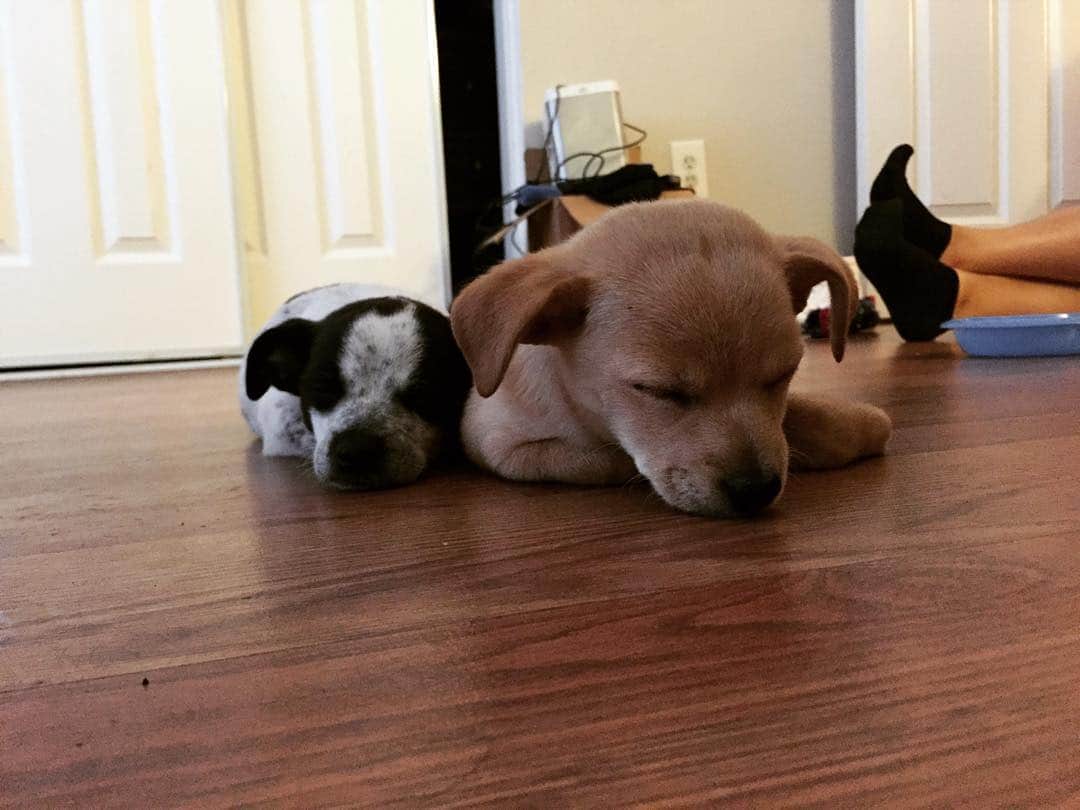 マーヴェリック・イギアのインスタグラム：「Nugget and McFlurry | Our new massive guard dogs」
