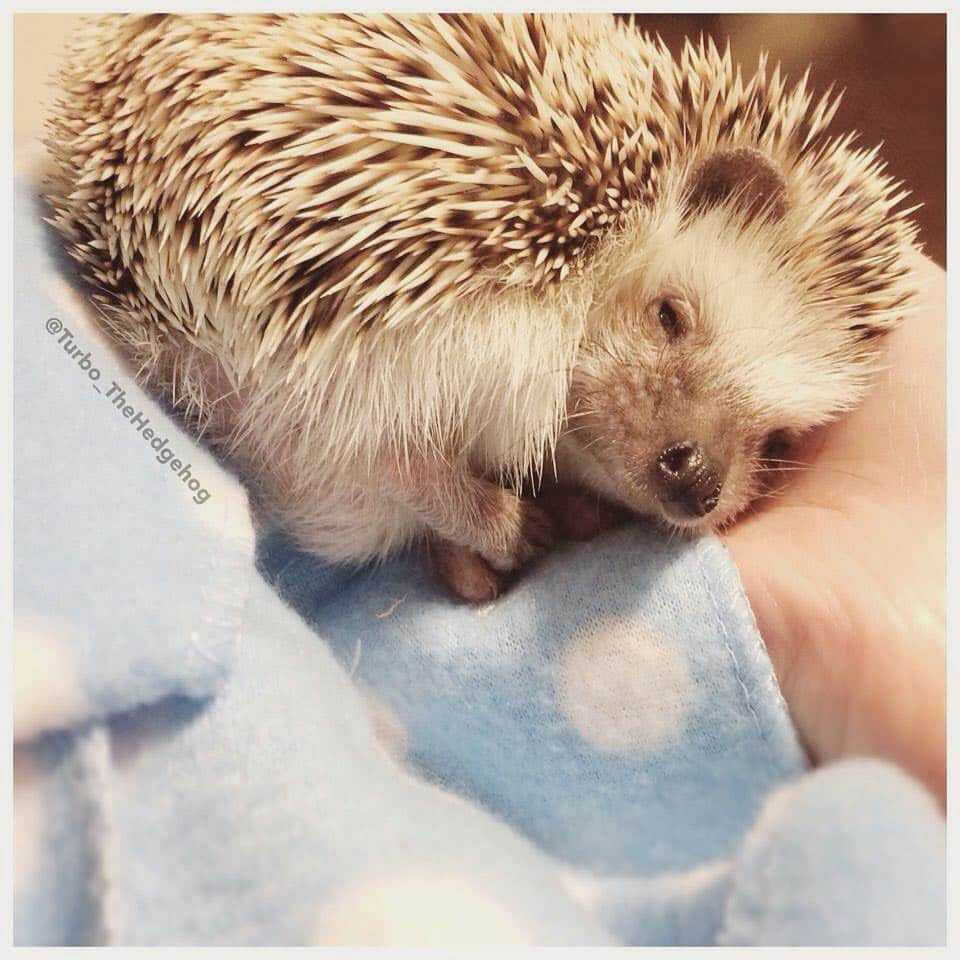 ターボさんのインスタグラム写真 - (ターボInstagram)「Soooo sleeping💤」9月7日 18時12分 - turbo_thehedgehog