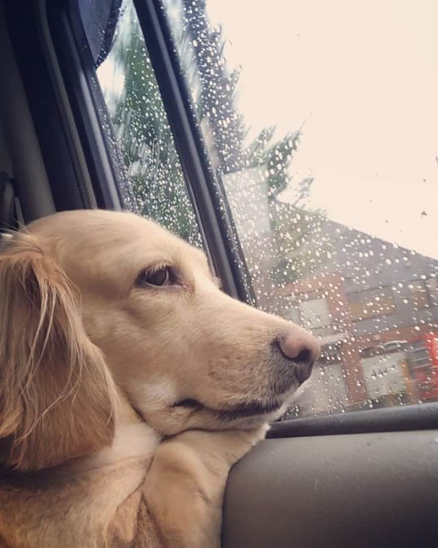 NARA and ABBYのインスタグラム：「Will the rain ever stop... また雨かいなー😞☔️ そんな声が聞こえるぐらい  憂鬱な表情のなーらですw」