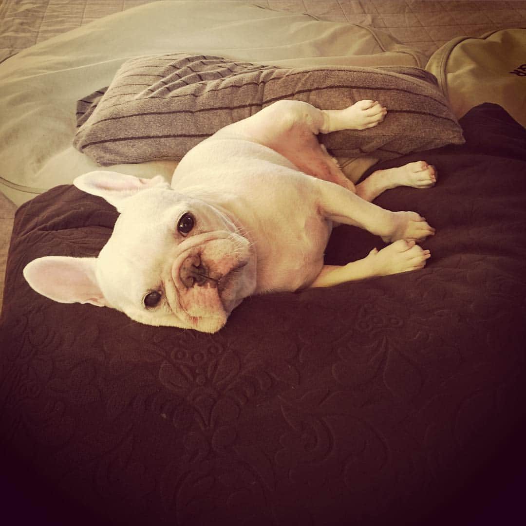 ムーとたすくのインスタグラム：「G'mng🐾」