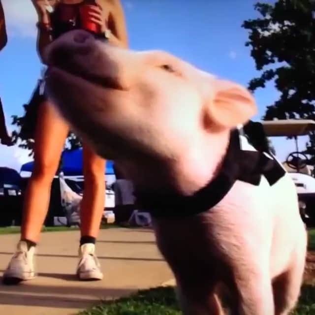 baconのインスタグラム：「Check me out on #foxsports today, I think they need a piggy bowl this year! 🐷 🏈」