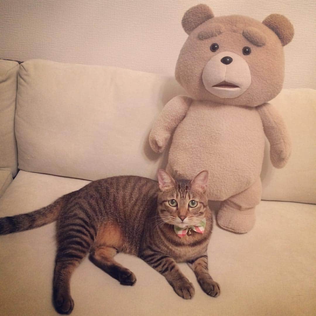 池田麻理子さんのインスタグラム写真 - (池田麻理子Instagram)「動物病院の先生にダイエットしなさいって怒られて朝からしょんぼりな私とうずら。 #飼い主は平謝り  #猫より私が怒られた気分 #猫  #うずらさん  #ごめんね」9月14日 10時53分 - mariko_ikeda_