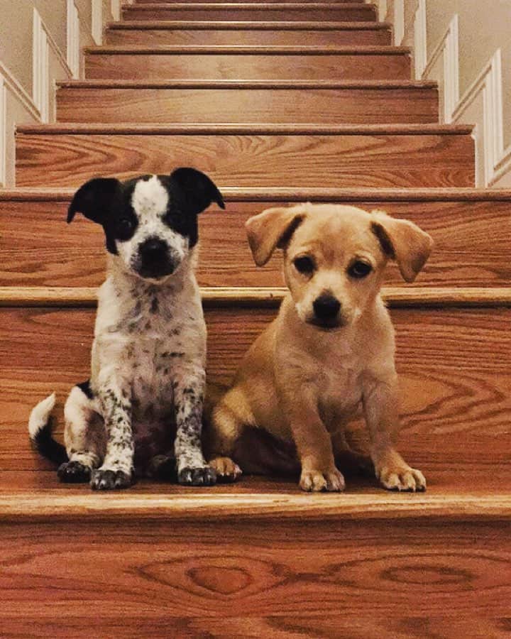マーヴェリック・イギアのインスタグラム：「McFlurry | Nugget Chihuahua-Dalmatian | Chihuahua-Labrador」