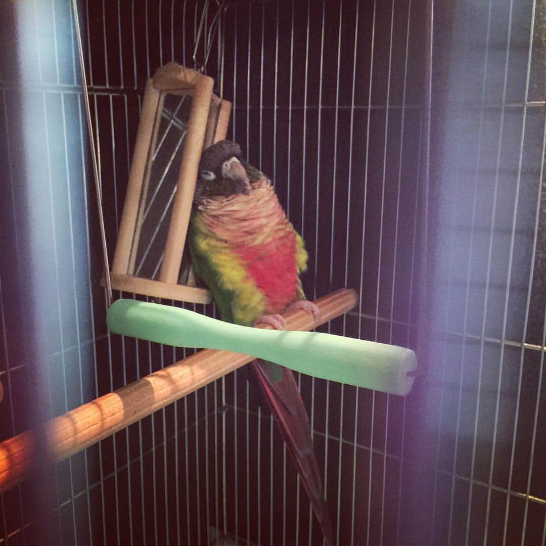島村まみのインスタグラム：「ポーリー、鏡にもたれて寝てる…😍 起きた後変な踊りも踊ってました🎶  #ワイコガネウロコインコ#ウロコインコ#コニュア#インコ#鳥」