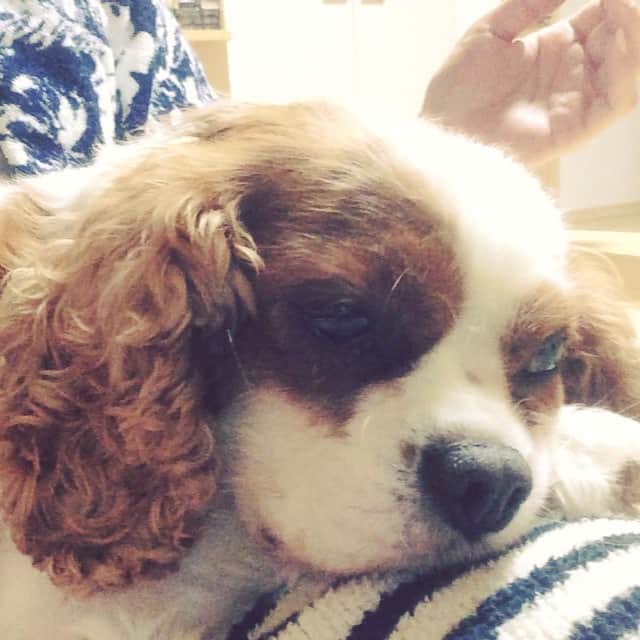 佐河ゆいのインスタグラム：「#ぶた姫様w#いびきがこぶたさん#久々の再会#膝の上を死守#たまに寝言喋る#たまに寝っぺするw」