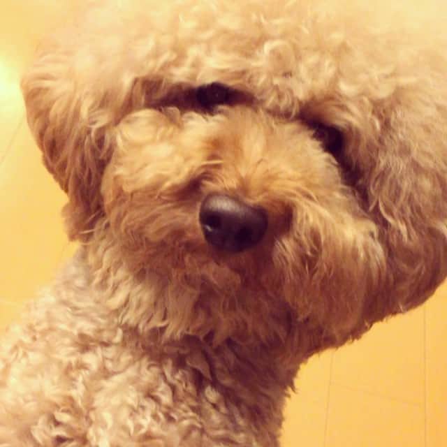 松山愛里のインスタグラム：「岸本トトいつでも可愛い。 #とっちゃん #とっちゃんきゃわたん #飼い主の声よ笑 #岸本トト @cecil_lu」