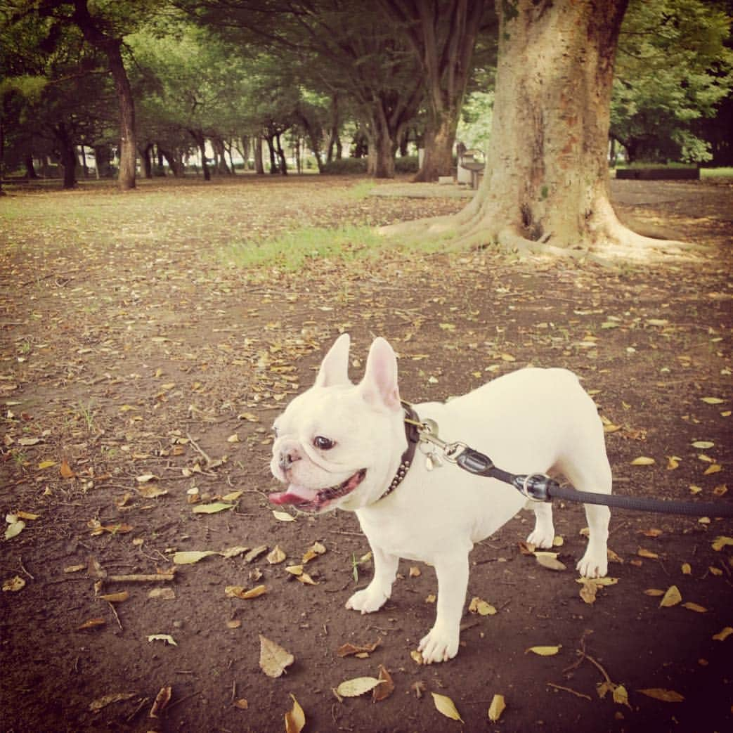 ムーとたすくのインスタグラム：「🍂🍄🌰」